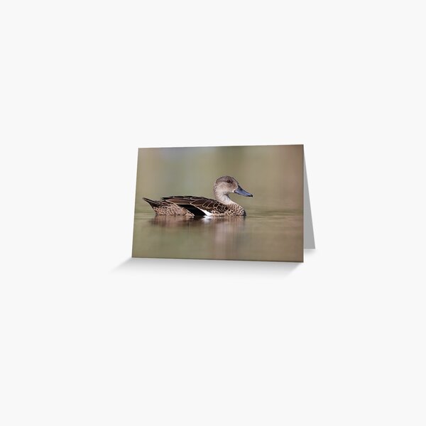 Grey Teal - Oil Tree Lagoon Greeting Card