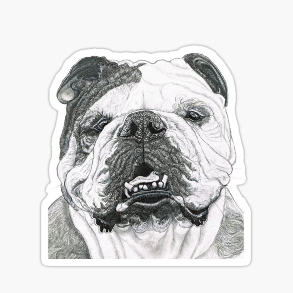 Cheery English Bulldog Sticker