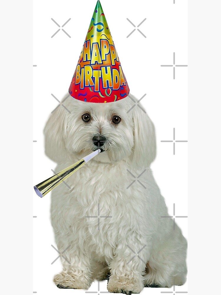 Carte De Vœux Bichon Frise Anniversaire Par Cafepretzel Redbubble