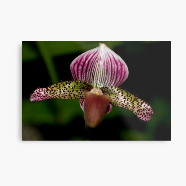 Paphiopedilum Hsinying Alien Metal Print