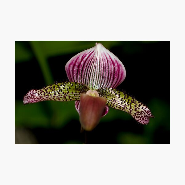 Paphiopedilum Hsinying Alien Photographic Print