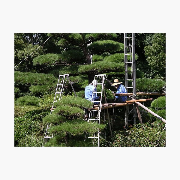 Item preview, Pruning Trees Tennoji Gardens Osaka Japan designed and sold by RossHeywood.