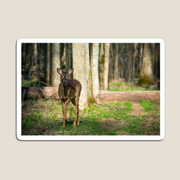 Item preview, Curious Deer designed and sold by allily125.