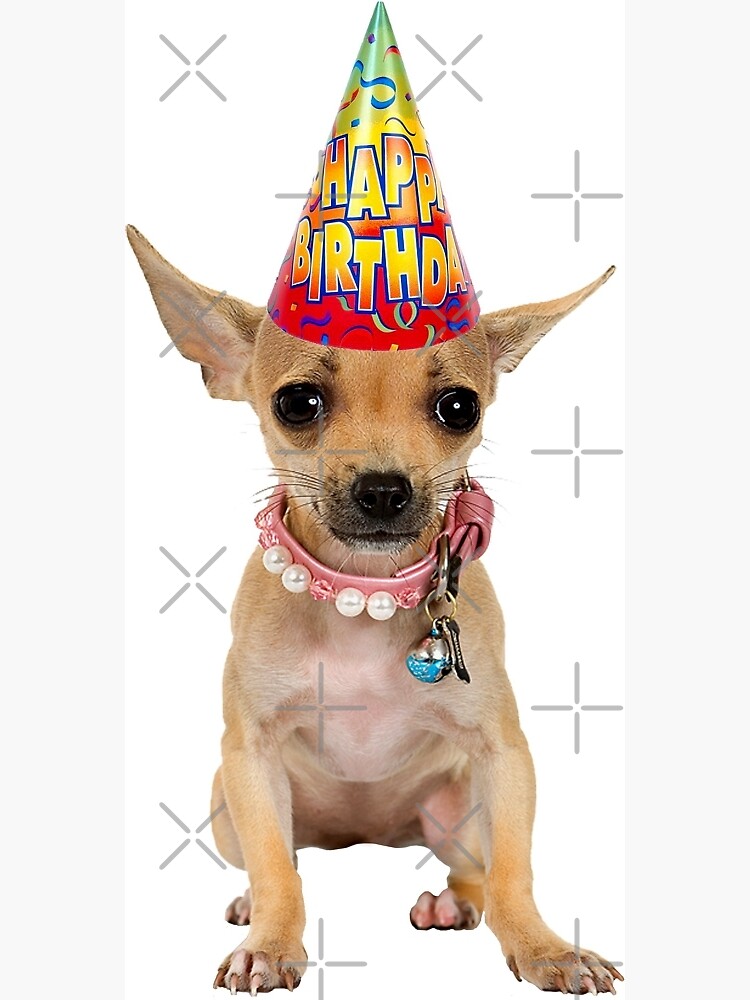 Carte De Vœux Anniversaire De Chihuahua Par Cafepretzel Redbubble