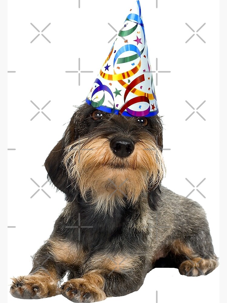 Wirehaired Dachshund Party Greeting Card By Cafepretzel Redbubble