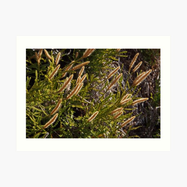 Lycopodium fastigiatum Art Print