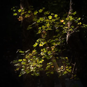 Artwork thumbnail, Not Quite Autumn by Ralph Goldsmith