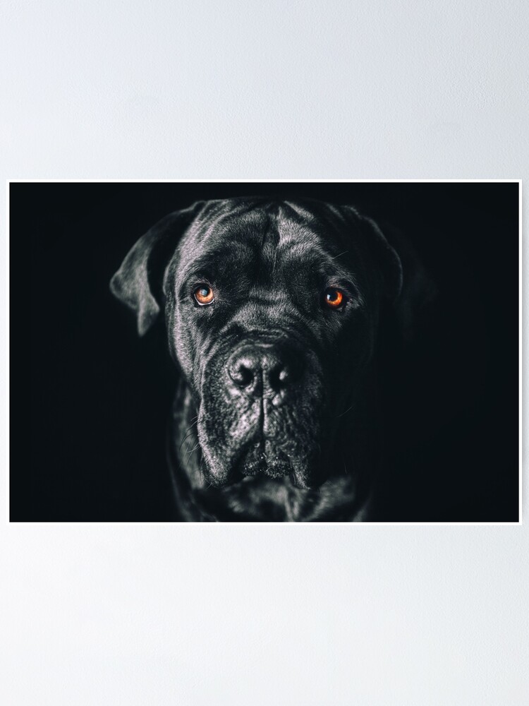 cane corso italiano black