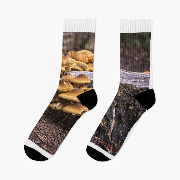 Item preview, Fungi (4) at the Australian National Botanic Garden/Canberra designed and sold by Wolf Sverak Photography.