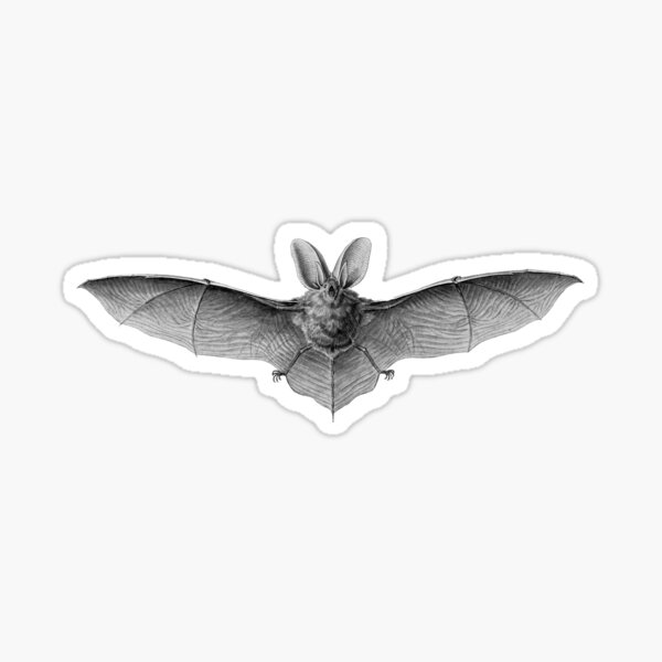 Item preview, La chauve-souris brune à longues oreilles d'Australie. designed and sold by Squirrox.