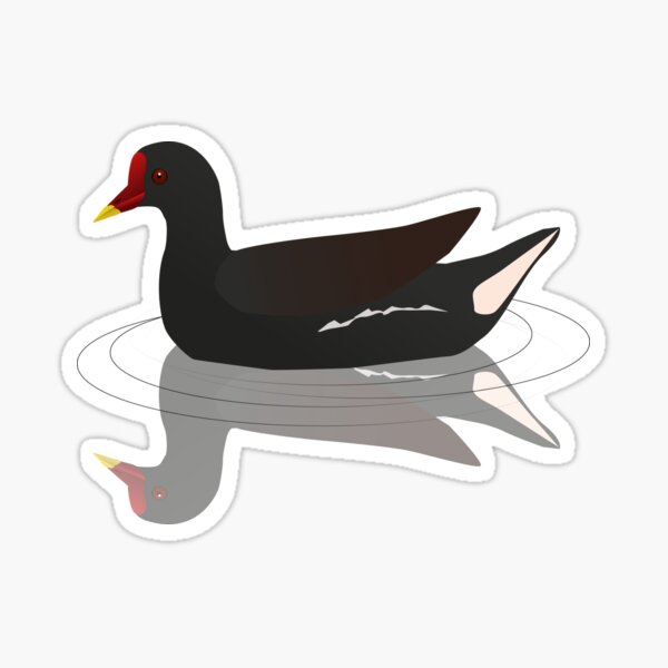  Common moorhen, vector Sticker