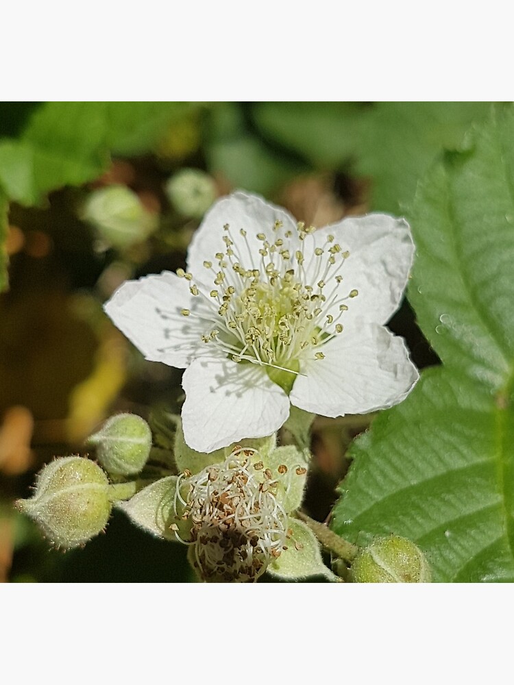 Bramble Blossom by Kim-M-Andrews