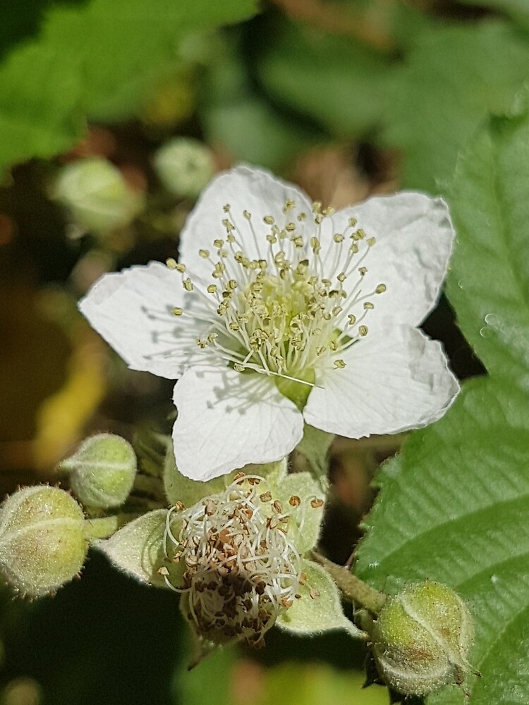 Bramble Blossom by Kim-M-Andrews