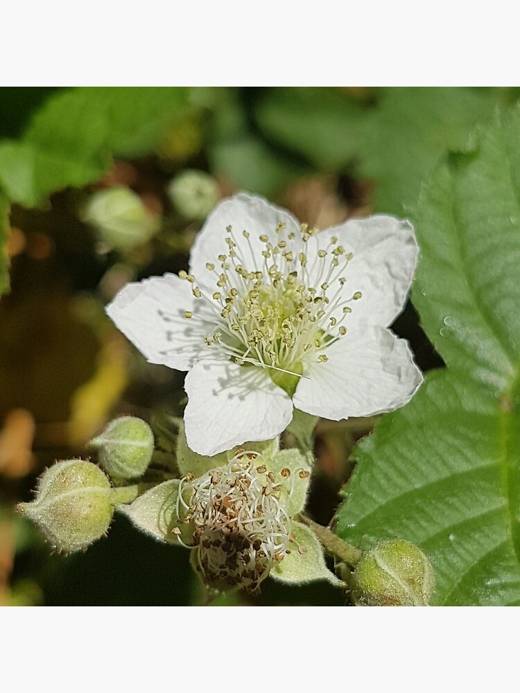 Bramble Blossom by Kim-M-Andrews