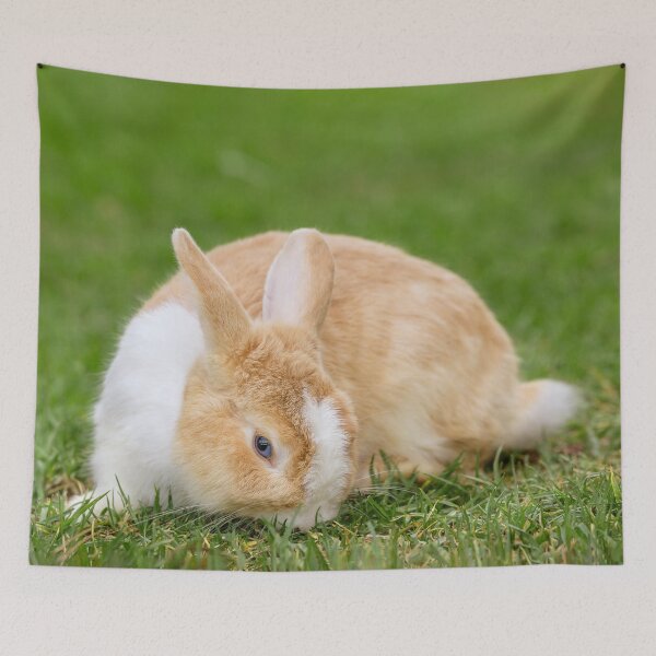 Aperçu de l'œuvre Beau lapin aux yeux bleus sur l'herbe verte créée et vendue par Jukka Heilimo.