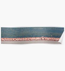 Flamingo Panorama Poster