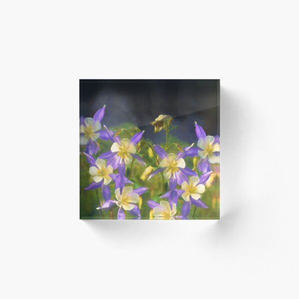 Colorado Blue Columbine Acrylic Block