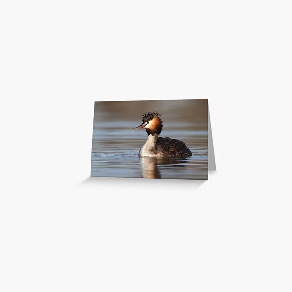 Great Crested Grebe - Lake Bindegolly Greeting Card