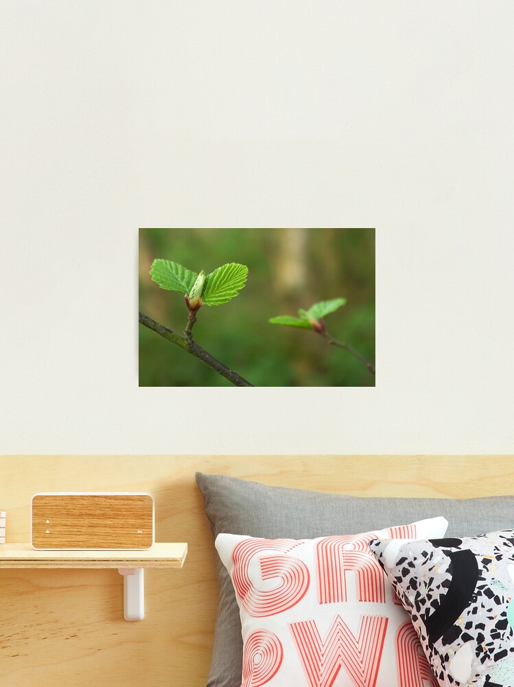 Thumbnail 2 of 3, Photographic Print, Spring comes gently designed and sold by steppeland.