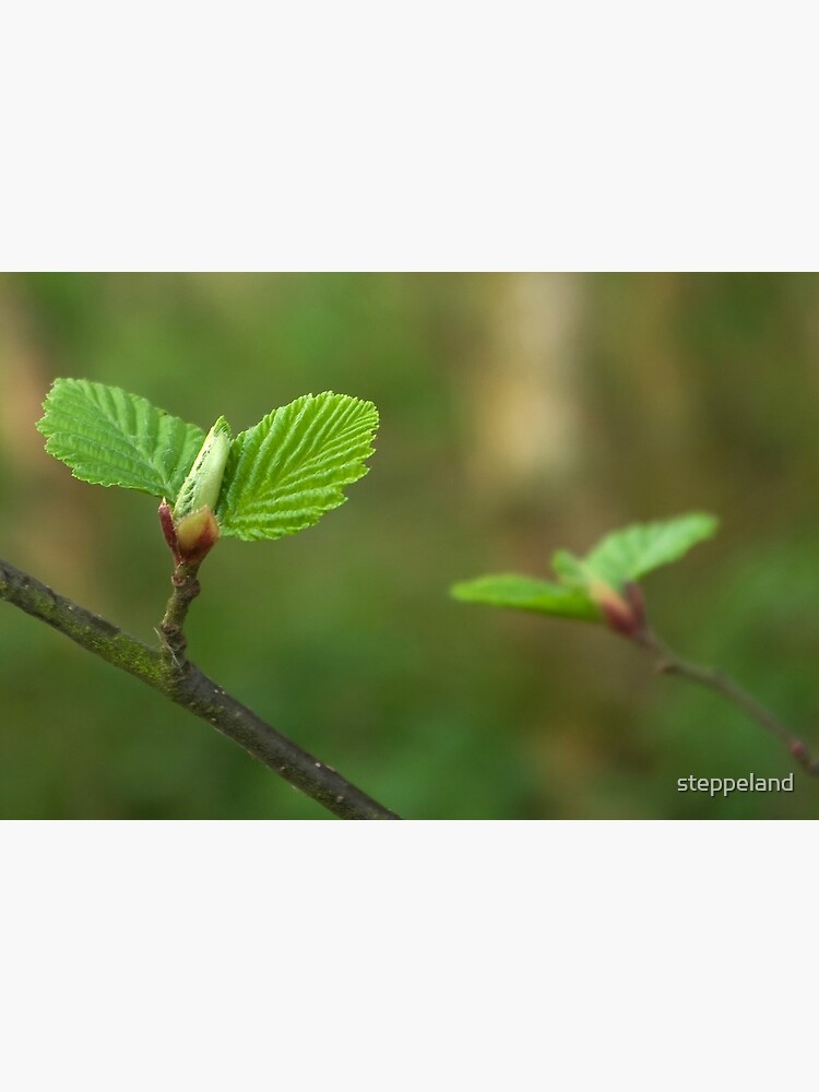 Thumbnail 3 of 3, Photographic Print, Spring comes gently designed and sold by steppeland.