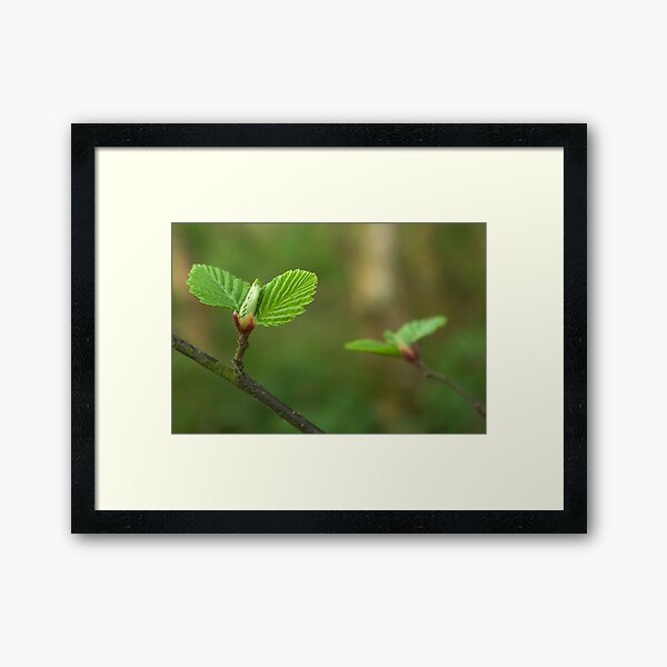 Spring comes gently Framed Art Print