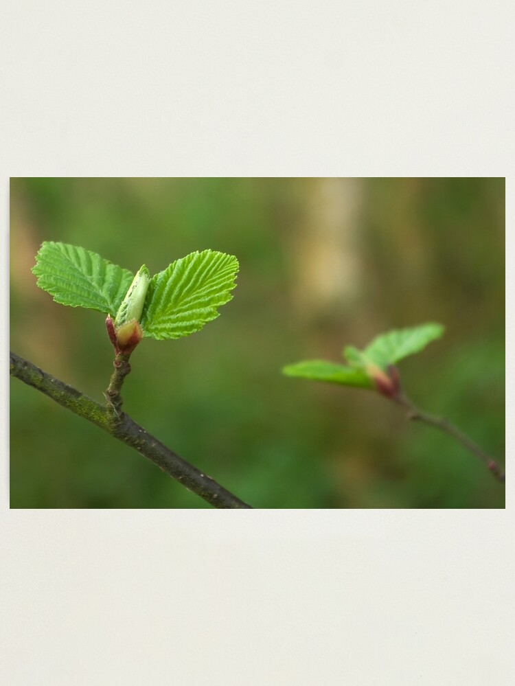 Thumbnail 1 of 3, Photographic Print, Spring comes gently designed and sold by steppeland.