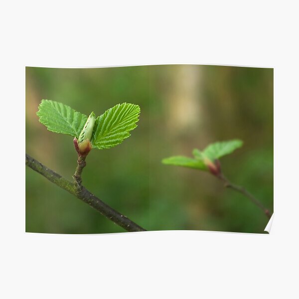 Spring comes gently Poster