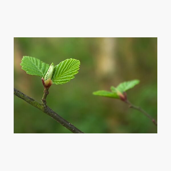 Spring comes gently Photographic Print