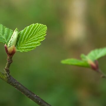 Artwork thumbnail, Spring comes gently by steppeland
