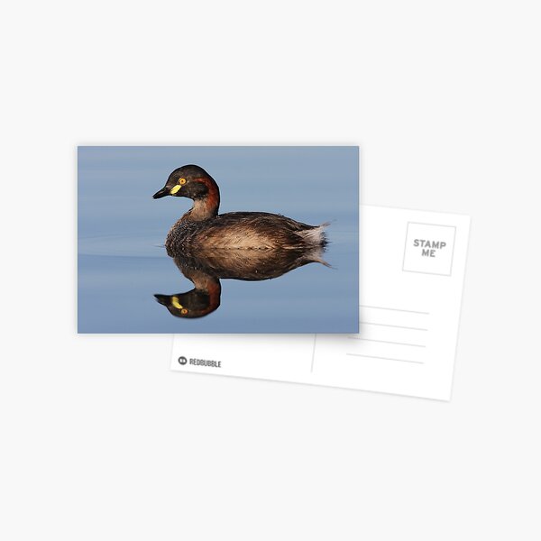 Australasian Grebe Postcard