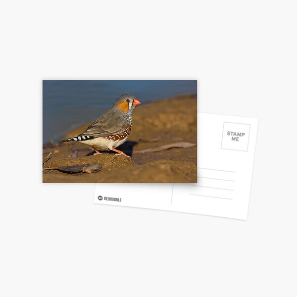 Zebra Finch Postcard
