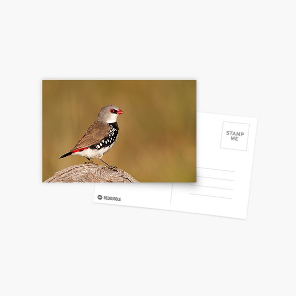 Diamond Firetail Postcard