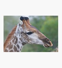 Young Male Giraffe Photographic Print