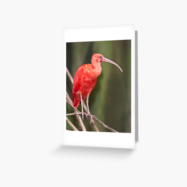 Tropical Bird Stationery Summer Beach Stationary Set Ibis and Egret Card