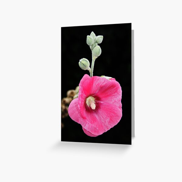 Beerenberg Blossom Greeting Card