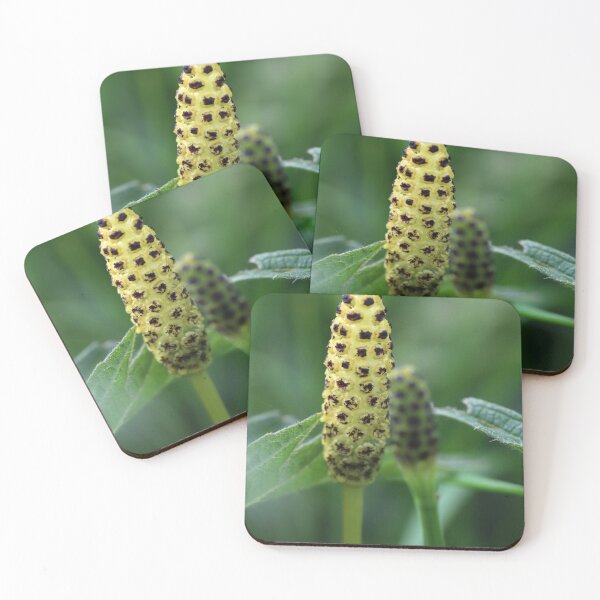 Item preview, Horsetail Flower designed and sold by cuprum.