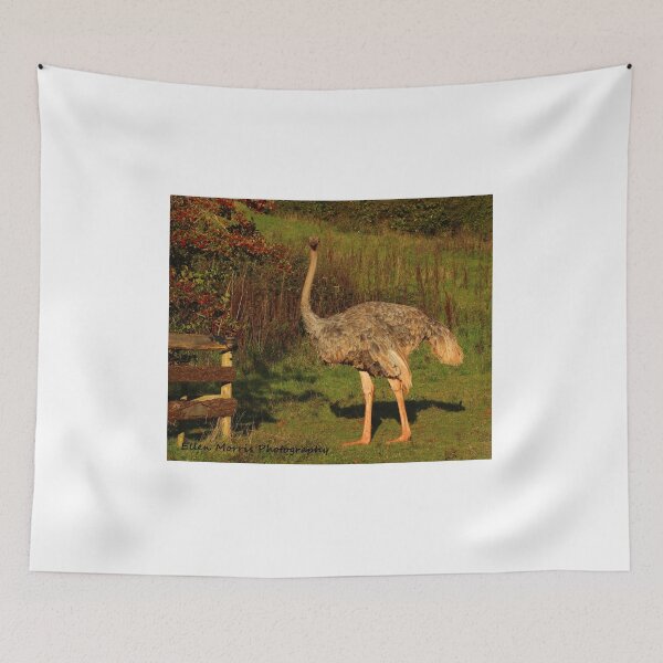 Item preview, Ostrich designed and sold by ellenmpics.