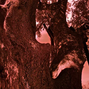 Artwork thumbnail, Oak on I.R. by Rafael López