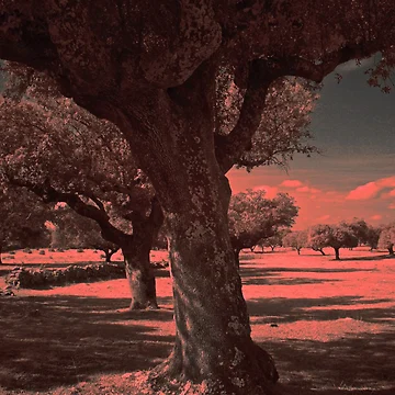 Aperçu de l'œuvre Countryside on I.R. de Rafael López
