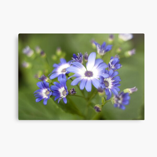 Signeria Metal Print