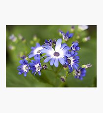 Signeria Photographic Print