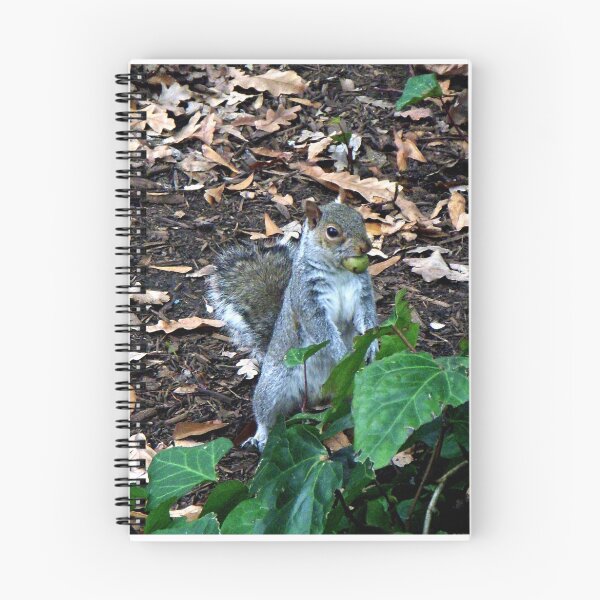 Item preview, Gathering Nuts, Sciurus Carolinensis, Grey Squirrel designed and sold by Margaret  Hyde.