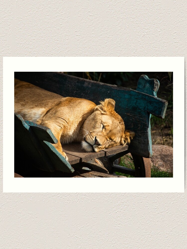 Lámina artística «Deje que los leones dormidos» de Czorio | Redbubble