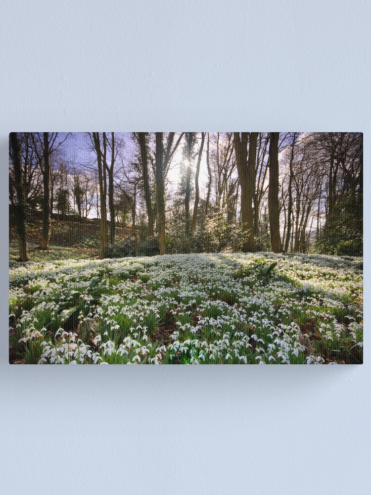 Alternate view of Snowdrop Woods Canvas Print