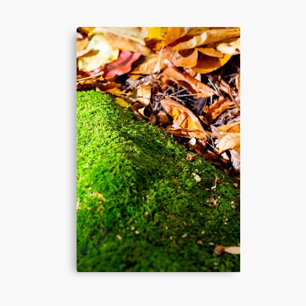 Mount moss I Canvas Print