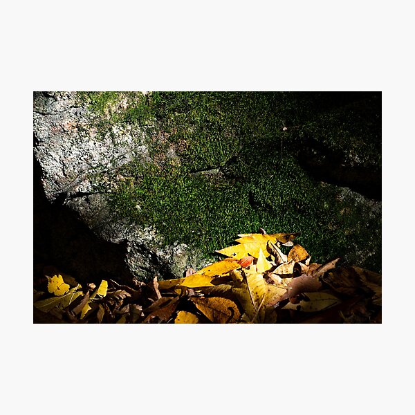 Into the ligh Photographic Print