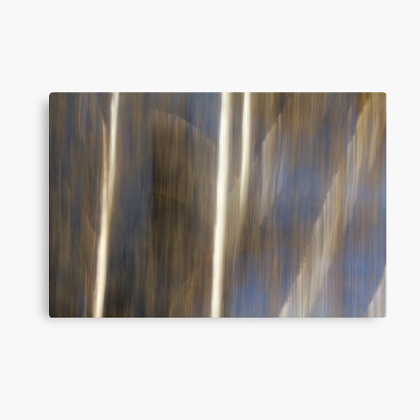 Daylight Birch Canvas Print