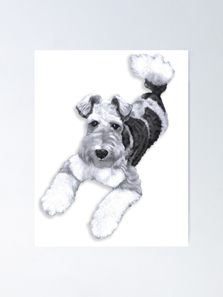 black fox terrier