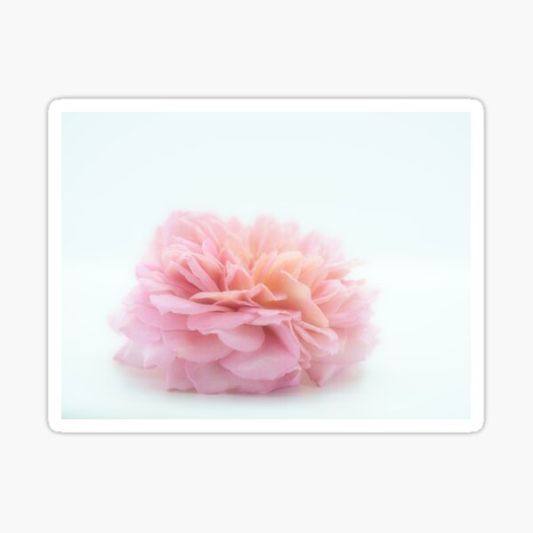 A Gentle English Rose No.1 Sticker