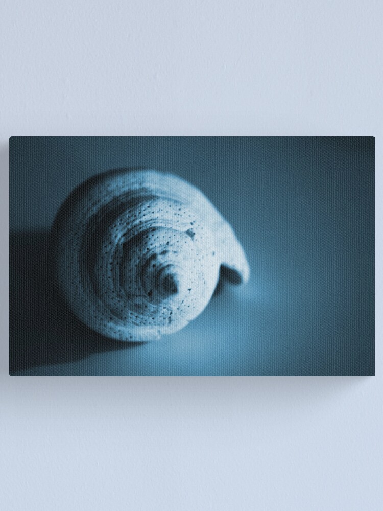 Thumbnail 1 of 3, Canvas Print, Shell designed and sold by cherrfurth.